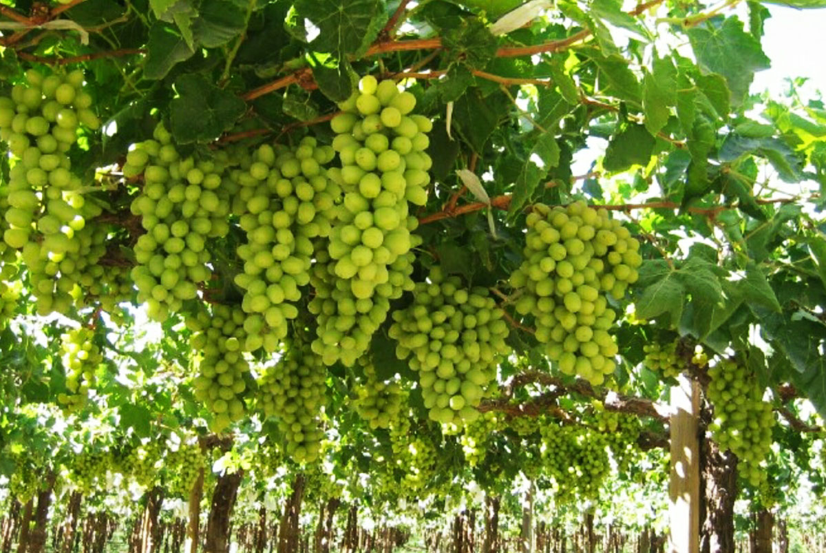 elsaeedfruits-grapes