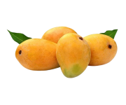 mango_arabian_yacht_export2